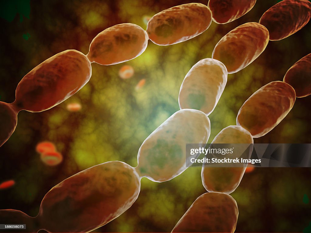 Microscopic view of bacterial pneumonia. Bacterial pneumonia is a type of pneumonia caused by bacterial infection.