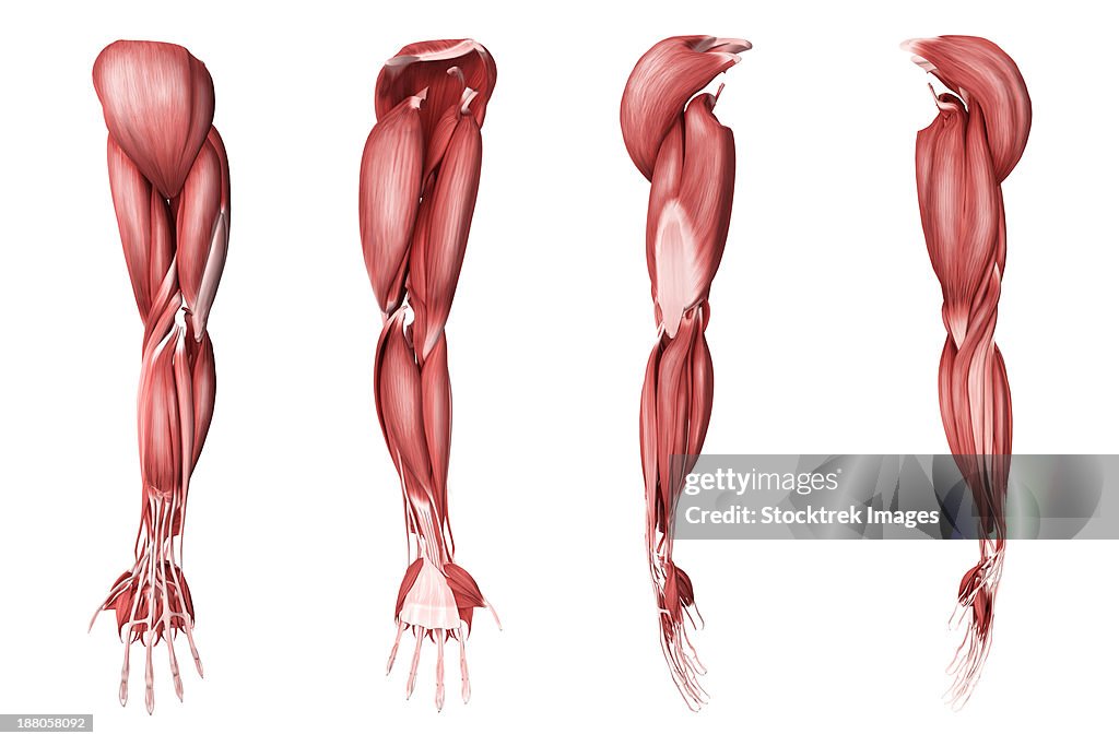 Medical illustration of human arm muscles, four side views.