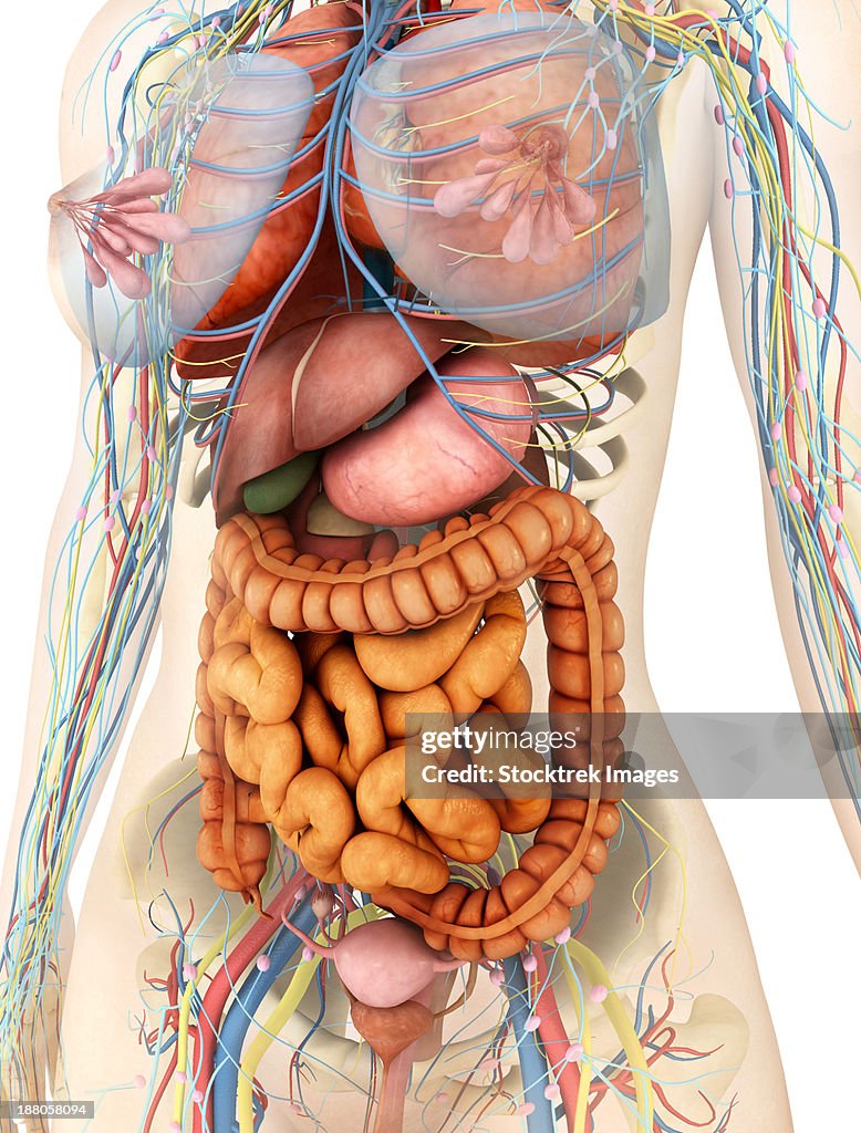 Medical illustration of female body showing digestive and circulatory system, perspective view.