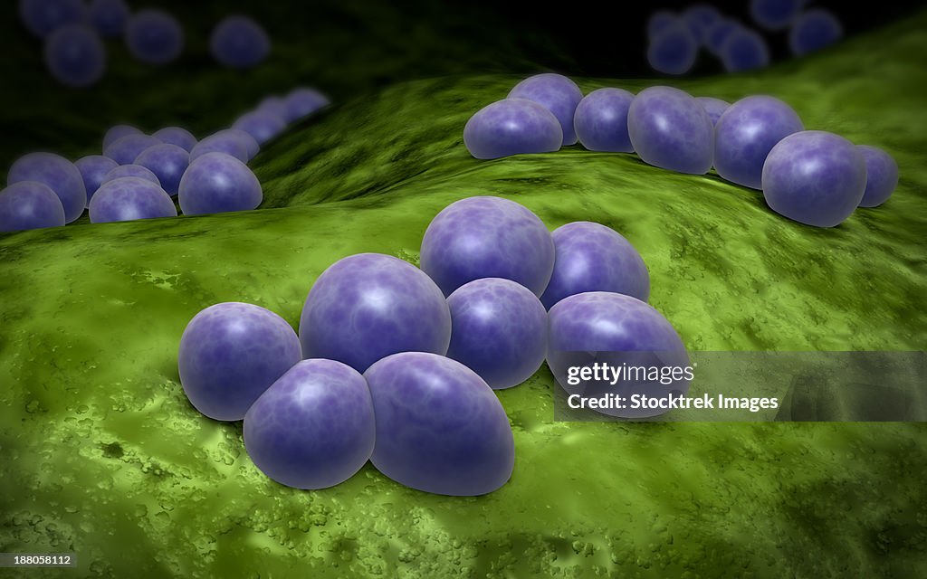 Staphylococcus Example Microscopic View Of Staphylococcus High-Res Vector Graphic - Getty Images