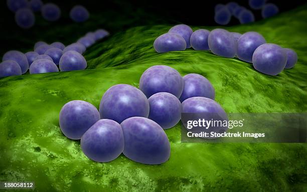microscopic view of staphylococcus. - gram positive bacteria stock illustrations