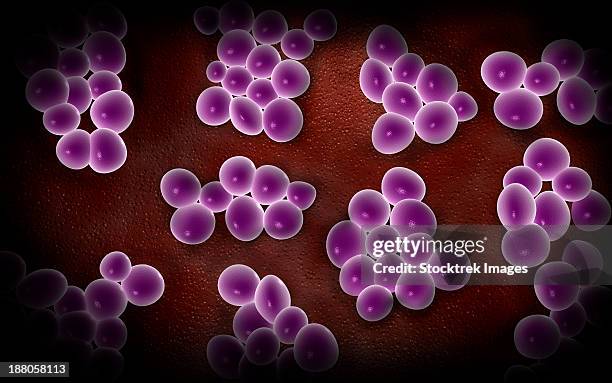 microscopic view of staphylococcus. - gram positive bacteria stock illustrations