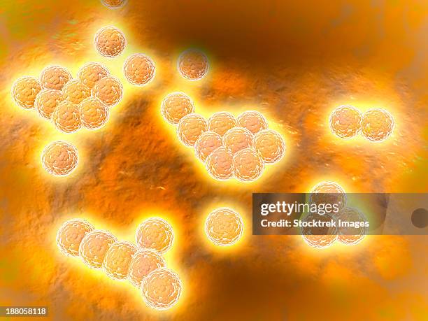 microscopic view of methicillin-resistant staphylococcus aureus (mrsa). - hospital acquired infection stock illustrations