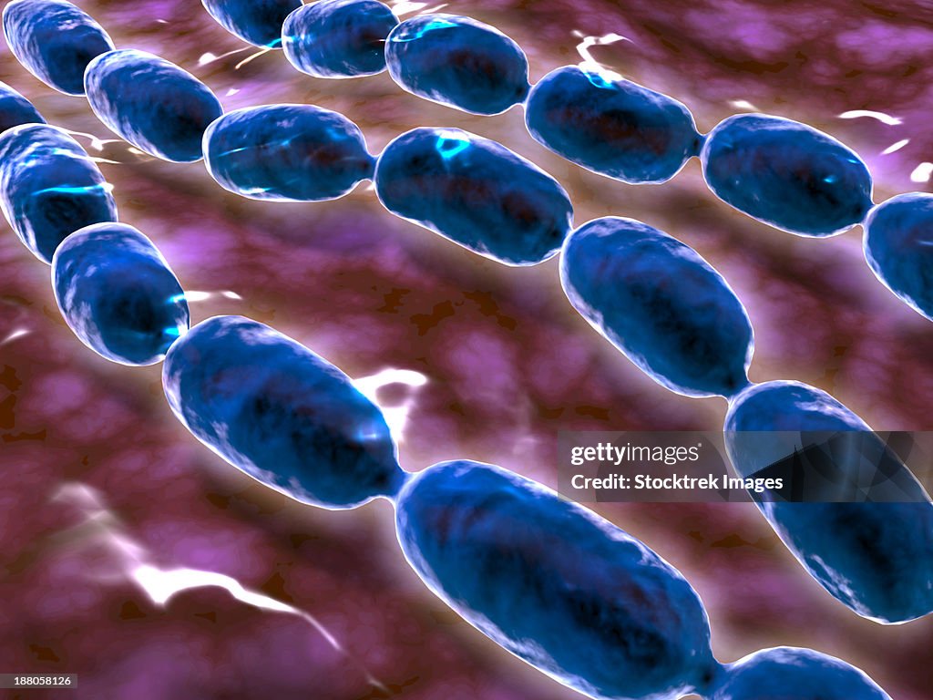 Microscopic view of bacterial pneumonia. Bacterial pneumonia is a type of pneumonia caused by bacterial infection.