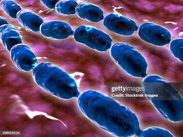 microscopic view of bacterial pneumonia. bacterial pneumonia is a type of pneumonia caused by bacterial infection. - pneumococcus stock illustrations