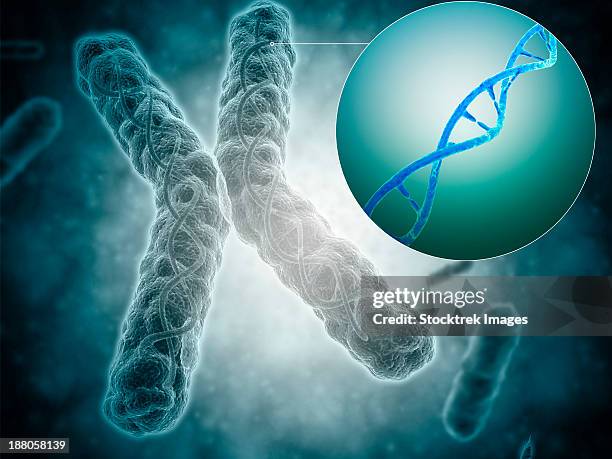 illustrazioni stock, clip art, cartoni animati e icone di tendenza di conceptual image of a telomere showing dna structure. - nucleotide