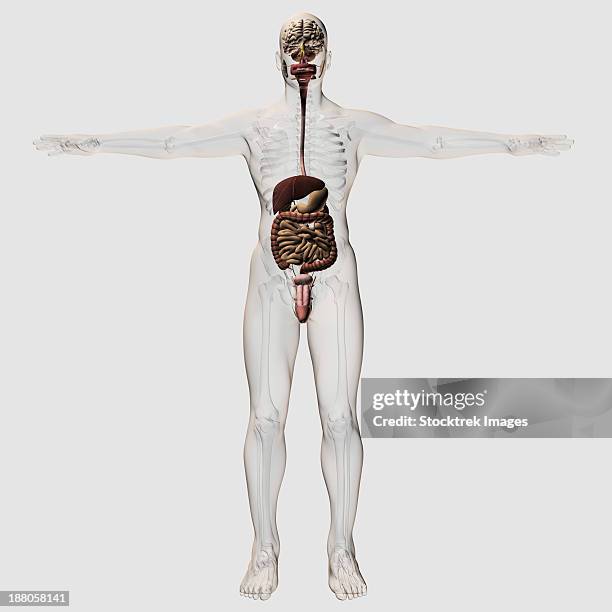 three dimensional medical illustration of male digestive system and urinary system. - appendix stock illustrations