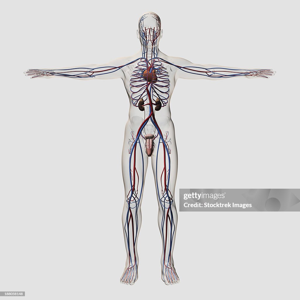 Three dimensional medical illustration of male reproductive system with veins and arteries.