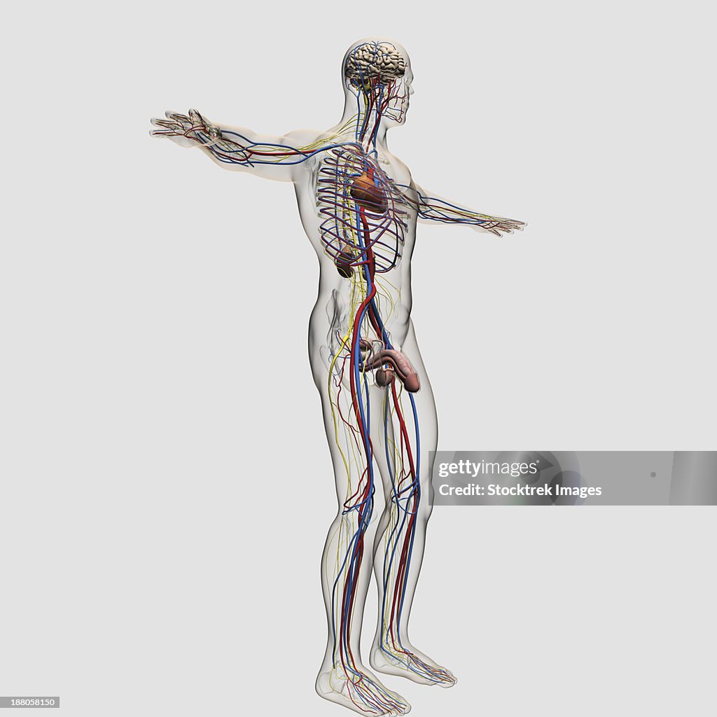 Three dimensional medical illustration of male reproductive system and circulatory system.