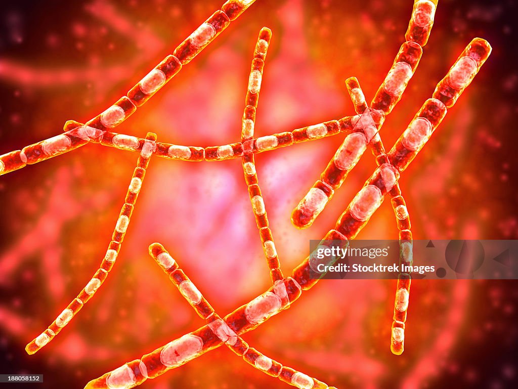 Microscopic view of Anthrax. Anthrax is an acute disease caused by the bacterium Bacillus anthracis.