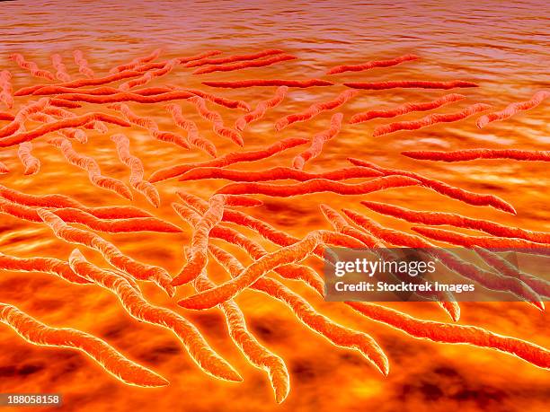 microscopic view of a group of borrelia burgdorferi, the bacterial agent of lyme disease transmitted by ticks. - spiral bacterium stock illustrations