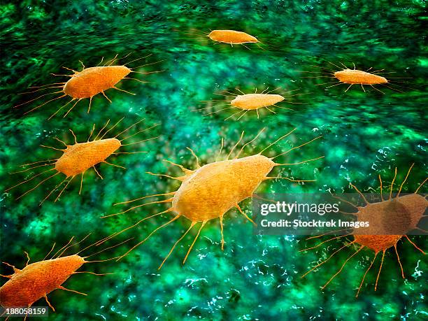 illustrazioni stock, clip art, cartoni animati e icone di tendenza di microscopic view of a group of macrophages. macrophages contribute to tumor growth and progression. - macrofago