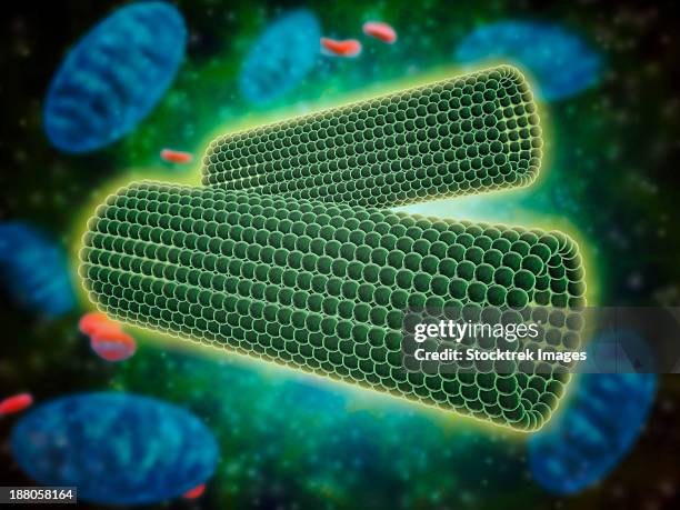 ilustraciones, imágenes clip art, dibujos animados e iconos de stock de microscopic view of barrel shaped structure of centrioles within a human cell. - centrosoma