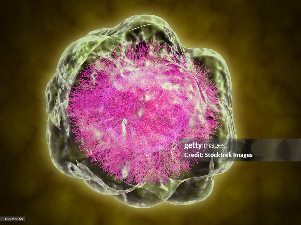 Conceptual image of cytoskeleton.