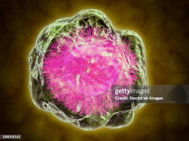 conceptual image of cytoskeleton. - microtubule stock illustrations