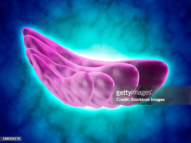 stockillustraties, clipart, cartoons en iconen met conceptual image of the golgi apparatus. the golgi apparatus is an organelle found in most eukaryotic cells. - nucleolus