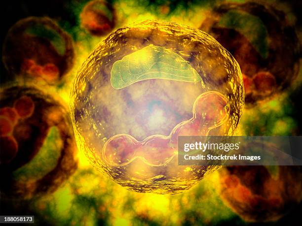 stockillustraties, clipart, cartoons en iconen met microscopic view of human cell. - nucleolus