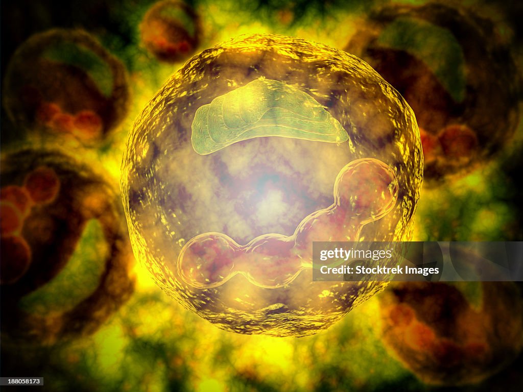 Human Microscope Microscopic View Of Human Cell High-Res Vector Graphic - Getty Images