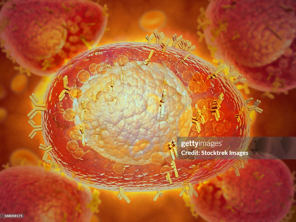 Microscopic view of a mast cell found in connective tissue that contains numerous basophilic granules and releases substances such as heparin and histamine in response to injury.