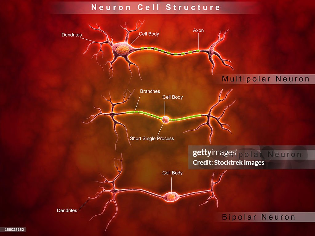 Neuron Structure Physical Anatomy Structure Of Neurons High-Res Vector Graphic - Getty Images