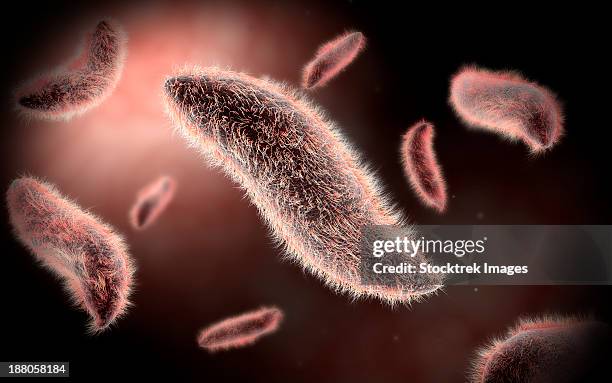 conceptual image of paramecium. - model organism stock illustrations