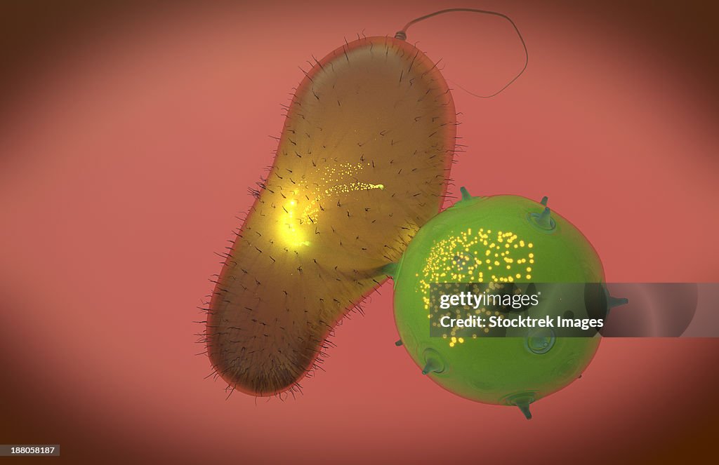 A natural killer cell of the innate immune system injects toxin into a bacterium.