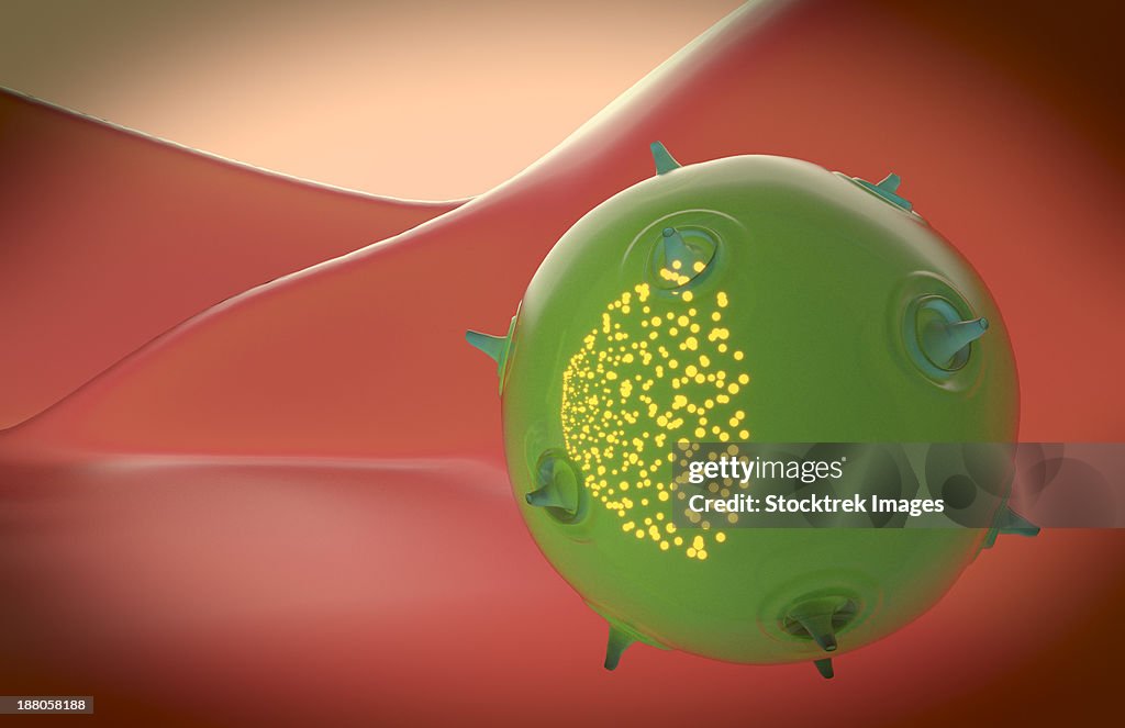 A natural killer cell of the innate immune system. The yellow particles inside the cell represents the toxin.