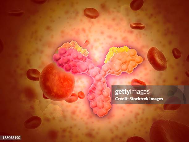 microscopic view of human anitbodies with red blood cells. - hematology abstract stock illustrations