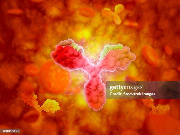 microscopic view of human anitbodies with red blood cells. - hematology abstract stock illustrations