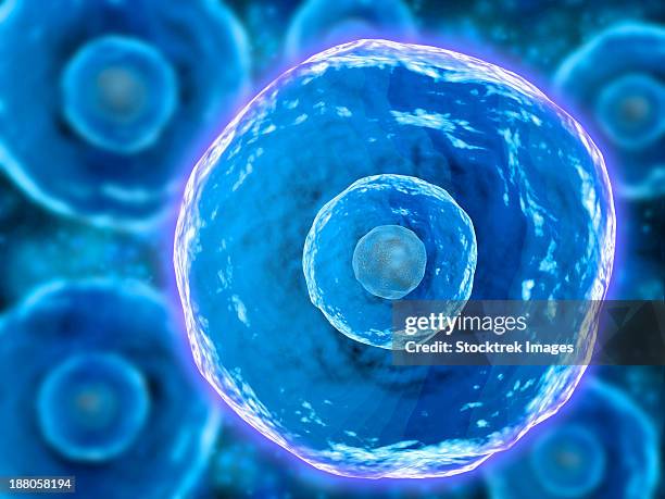 group of human b-cells which play a large role in the immune response system. - immunology stock illustrations