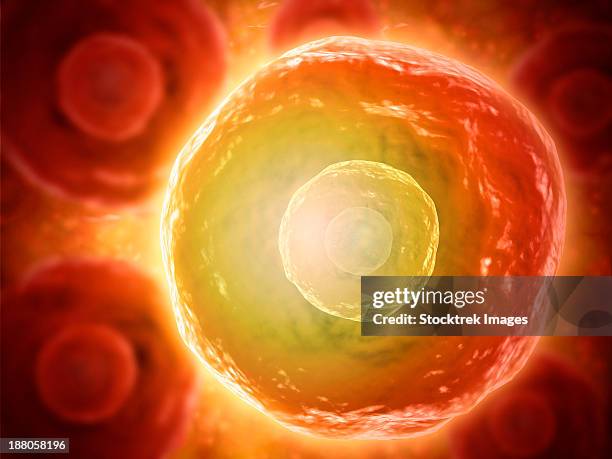 microscopic view of human b-cells which play a large role in the immune response system. - b cell stock illustrations