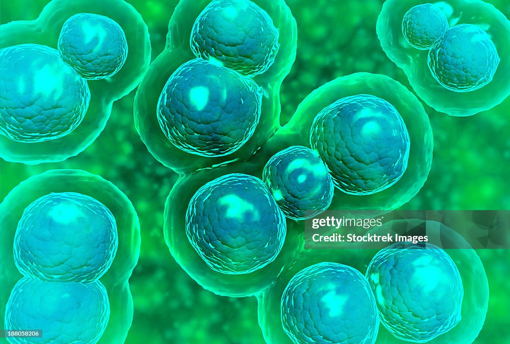 Microscopic view of chlamydia. Chlamydia is a common sexually transmitted disease (STD) caused by a bacterium.