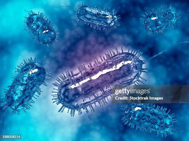 group of escherichia coli bacteria cells, commonly known as e. coli. e. coli is a common type of bacteria that can get into food, like beef and vegetables. - anaerobic stock-grafiken, -clipart, -cartoons und -symbole