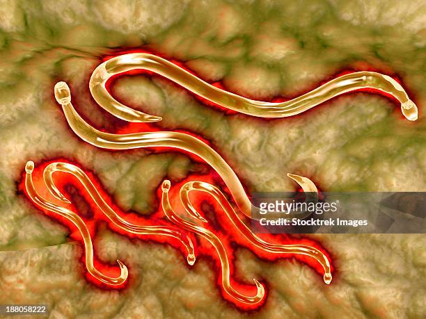 microscopic view of hookworm. the hookworm is a parasitic nematode that lives in the small intestine of its host, which may be a mammal such as a dog, cat, or human. - dog tapeworm stock illustrations