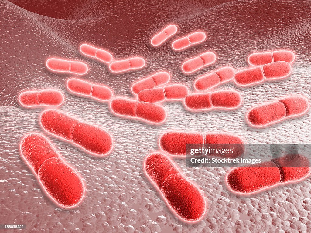 Microscopic view of Listeria monocytogenes. Listeria monocytogenes is the causative agent of the bacterial infection called listeriosis.