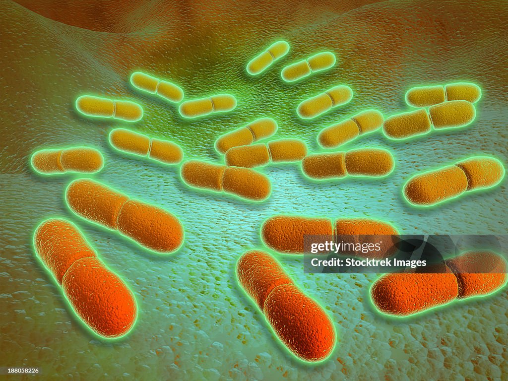 Microscopic view of Listeria monocytogenes. Listeria monocytogenes is the causative agent of the bacterial infection called listeriosis.