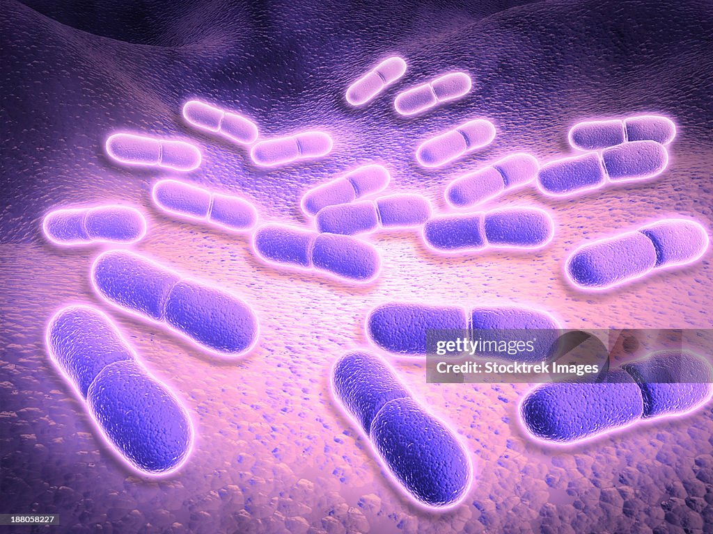 Microscopic view of Listeria monocytogenes. Listeria monocytogenes is the causative agent of the bacterial infection called listeriosis.