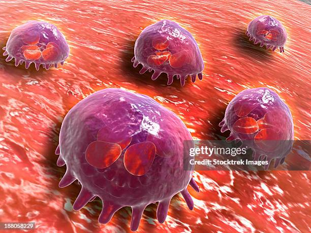 illustrazioni stock, clip art, cartoni animati e icone di tendenza di microscopic view of phagocytic macrophages, which are involved in the immune response within the body. - macrofago