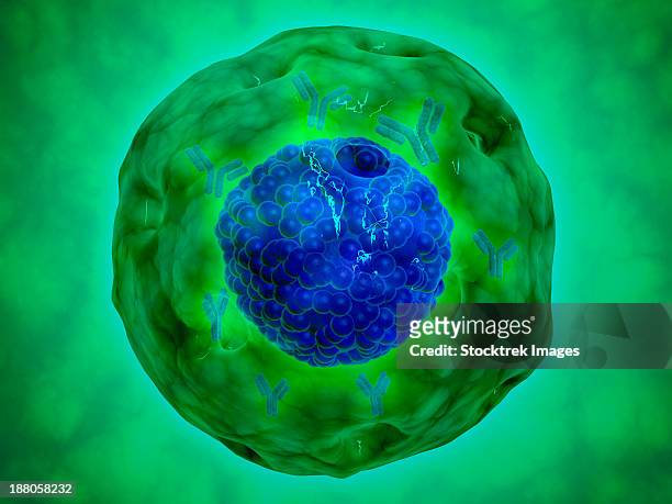 stockillustraties, clipart, cartoons en iconen met cell nucleus with chromosome. the cell nucleus helps control eating, movement, and reproduction. - nucleolus