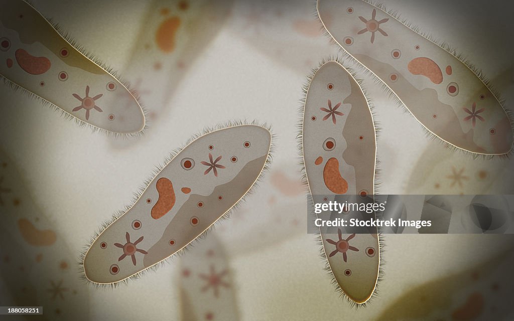 Microscopic view of paramecium.