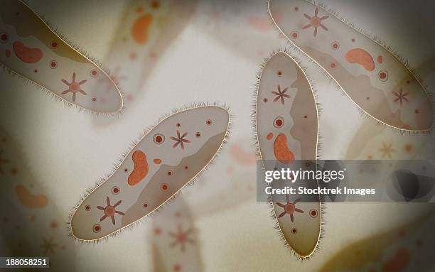 microscopic view of paramecium. - model organism stock illustrations