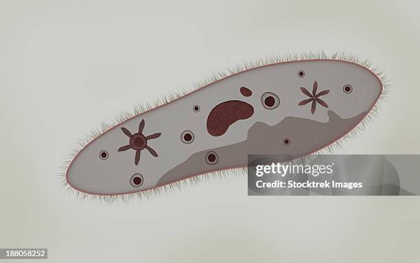 ilustraciones, imágenes clip art, dibujos animados e iconos de stock de microscopic view of paramecium. - vacuola