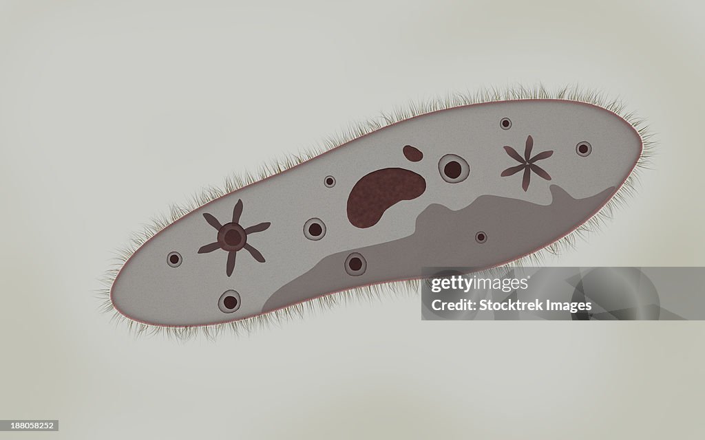 Microscopic view of paramecium.