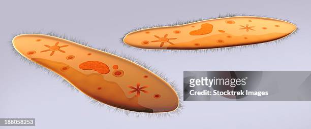 ilustraciones, imágenes clip art, dibujos animados e iconos de stock de microscopic view of paramecium. - vacuola