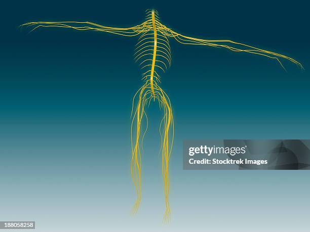 conceptual image of human nervous system. - plexus lumbalis stock-grafiken, -clipart, -cartoons und -symbole