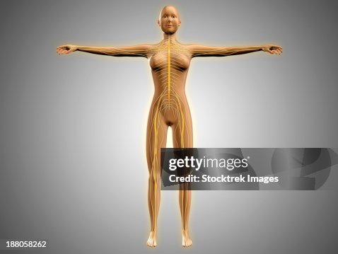 Normal Female Body Visual Anatomy Of Female Body With Nervous System High-Res Vector Graphic ...