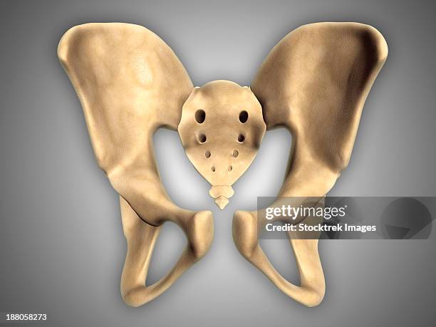 anatomy of human pelvic bone. - acetabulum stock illustrations