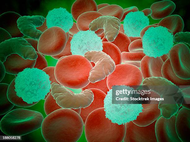 conceptual image of sickle cell anemia with red blood cells and white bood cells. - sickle cell stock illustrations