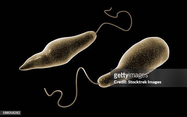 conceptual image of euglena. - model organism stock illustrations