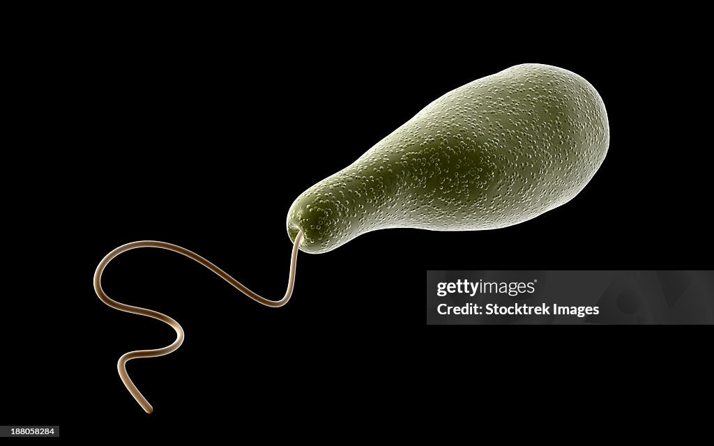 Conceptual image of Euglena.